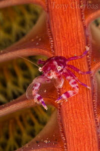 Lissoporcelana Quadrilobata or Four Lobed Porcelain Crab by Tony Cherbas 